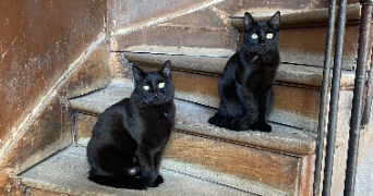 lisa pet sitter à CHATILLON 92320_2