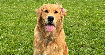 amélie pet sitter à BOURGES 18000_6