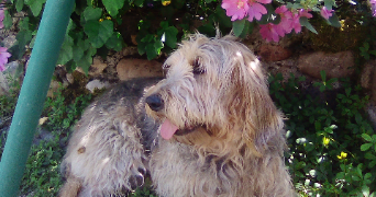 marie pet sitter à ST GEOIRE EN VALDAINE 38620_2