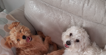 Flavie dog sitter à MARSEILLE 11 13011_2