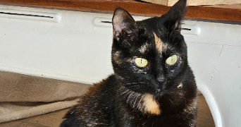 gwenaelle pet sitter à PLUNERET 56400_3