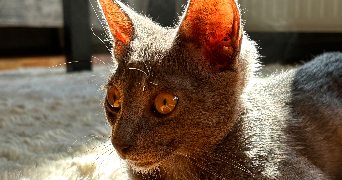 madison pet sitter à ST ETIENNE 42000_1