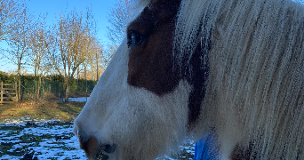 adélaïde  pet sitter à Caen  14000_7