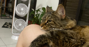 lisa cat sitter à NICE 06000_9