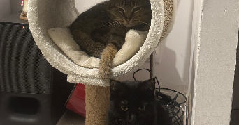 mélissa pet sitter à QUIMPERLE 29300_1
