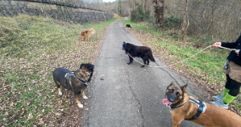 mathilde pet sitter à PARIS 16 75016_5