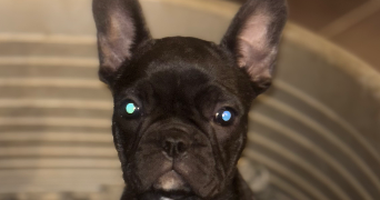 florine pet sitter à GUIPAVAS 29490_1