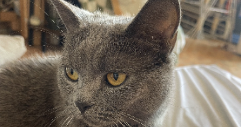 léa pet sitter à PALAISEAU 91120_1