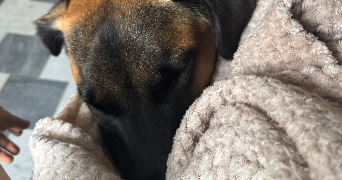 ilef pet sitter à MENTON 06500_6