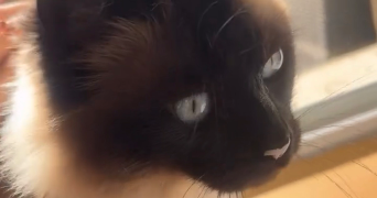 nina pet sitter à ST AUBIN LES ELBEUF 76410_6