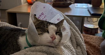 carolane pet sitter à BREM SUR MER 85470_4