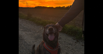 eve pet sitter à PONTOISE 95300_3