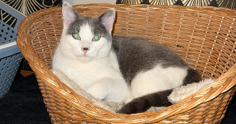 manon pet sitter à NANCY 54000_6