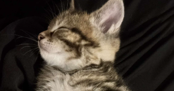 mathéo pet sitter à NANTES 44000_3