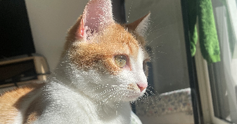 maylis pet sitter à Montauban 82000_4