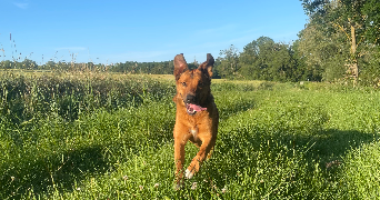 marianna pet sitter à SEUILLET 03260_6