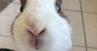 sophie pet sitter à NANTES 44000_1