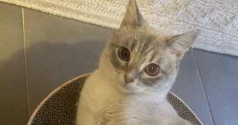 delphy pet sitter à ST JEAN DE VEDAS 34430_9