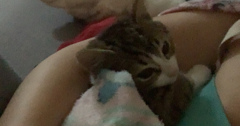 lara pet sitter à BREST 29200_2