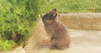 caroline pet sitter à HOUDEMONT 54180_8