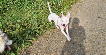 marine pet sitter à FERNEY VOLTAIRE 01210_6