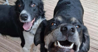 florence pet sitter à CALUIRE ET CUIRE 69300_4