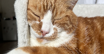 marion pet sitter à ST DENIS 93200_2