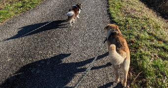 mélanie pet sitter à MERIGNAC 33700_6