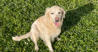 Justine pet sitter à Lyon 69009_3