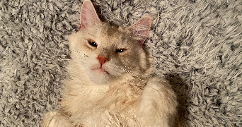 laetitia pet sitter à BOUXIERES AUX DAMES 54136_9