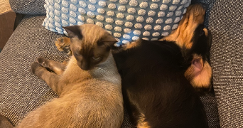 tilla pet sitter à Ivry-sur-seine 94200_1