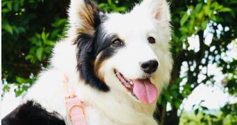 muriel  pet sitter à Beauvais 60000_0