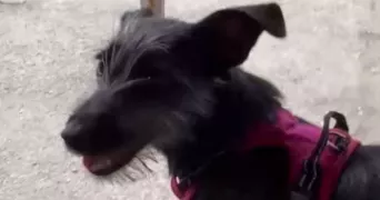 melissa dog sitter à MONTREUIL 93100