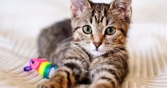 zohra cat sitter à ST OUEN SUR SEINE 93400