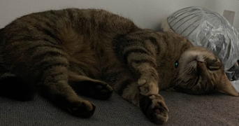 sharon pet sitter à Malaunay 76770_3