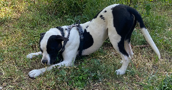 lola pet sitter à ST GENIS LES OLLIERES 69290_8