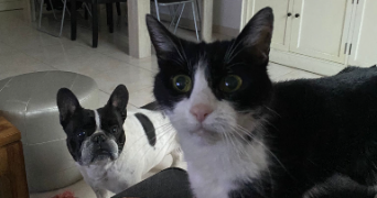 olivia pet sitter à ANTONY 92160_1