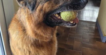 murielle pet sitter à BEAUCAIRE 30300_2