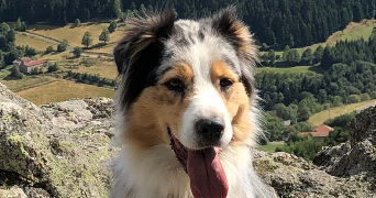 beatrice pet sitter à SACLAY 91400_1