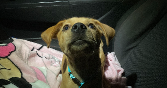 léa pet sitter à Clermont 60600_2