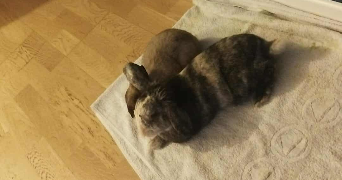 valentin pet sitter à PARIS 13 75013_7