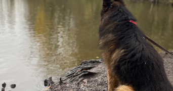 sarah pet sitter à HAISNES 62138_2