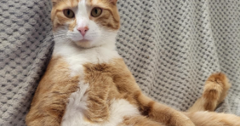 kenza pet sitter à LES ULIS 91940_4