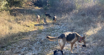 gabriella pet sitter à ST HIPPOLYTE DU FORT 30170_13