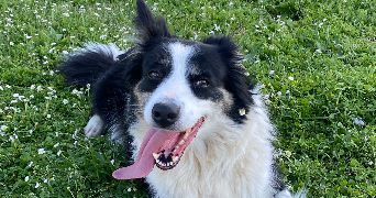stanley pet sitter à TOULOUSE 31100_1