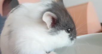 orlane pet sitter à VALLET 44330_5