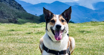 noyale pet sitter à BAYONNE 64100_2