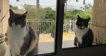 valérie pet sitter à SAIVRES 79400_3
