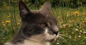 manon pet sitter à ROUBAIX 59100_3