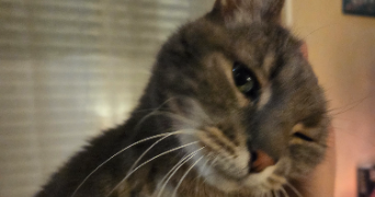 sacha pet sitter à Fontenay-aux-roses 92260_2